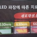 라파레이 이미지