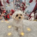 멍품유치원 | [성남/애견미용] 스트레스 줄여주는 오픈미용실 '멍균관대' 미용 후기🐶