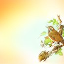 나무와새 이미지