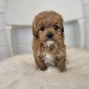 김해 해피몽 김해강아지분양 고양이분양 이미지