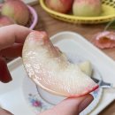 한백농원 | 정담아농원 복숭아, 딱딱이 복숭아, 딱복파는 이거 찐 추천!