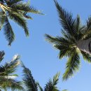 코타키나발루 코코넛나무와 팜나무 이미지