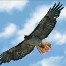 독수리 이미지