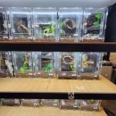 파충류카페 비비안 | 강릉 파충류, 고양이 카페 '비비안' 방문 후기