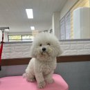 스프링댕댕 네이버블로그