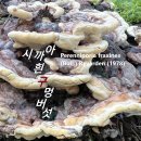 아까시흰구멍버섯 장수버섯 둔산대공원 이미지
