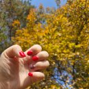 창원시축산농협 동물병원 | [공지] 찬바람 불 때 네일아트 추천, 울산 네일드잇(내돈내산)