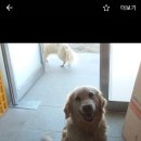 동해애견센터 이미지