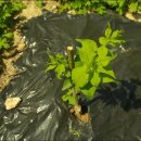 내곡농장 이미지