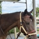 아띠모리 이미지