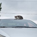 오늘 잡히지않던 깡패 옮겨왔어요 이미지