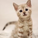 인천고양이분양 도레미캣 이미지