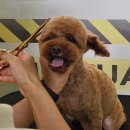 미용특공대 이미지