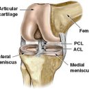 전방십자인대의 구조와 기능(필독) 이미지