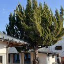 CU 밀양점 | [석주재] 밀양 독채 한옥 숙소 '석' 1박 내돈내산 후기