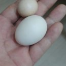 바라농장 네이버블로그