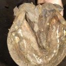 발굽 농양 (Hoof Abscesses) 이미지