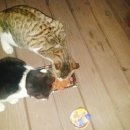 쫄랭쫄랭 이미지