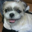 방긋웃개 이미지