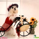 이쁜강아지 이미지