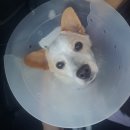 서해동물병원 이미지