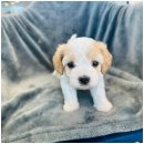 도그마루 이미지