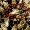 씨바