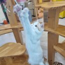 고양이호텔코자냥 이미지