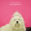 애견미용샵 조이 이미지