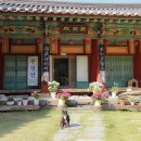 봉곡사 - 1669 | 부처님오신날 당일치기 여행지 추천 <봉곡사> 고양이 절