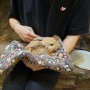 서창남순환로216번길1R | [인천 실내 놀거리] 다양한 동물과 교감하는 공간, 서창동 쥬벅스 내돈내산 방문 후기