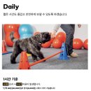 펌킨 펫하우스 청담 이미지