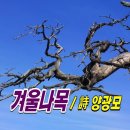 겨울나목 / 詩 양광모 이미지