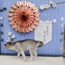 펫웨이브 동물의료센터 이미지