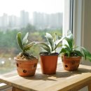 환성농장 이미지