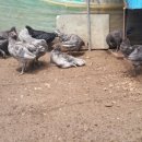 원이농장 이미지