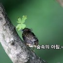 숲속의 아침 Daum카페