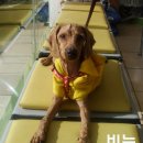 뽀삐뽀삐 이미지
