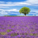 라벤더 이미지