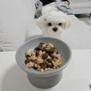 꼬르륵댕댕 이미지