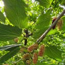 대심농장 이미지