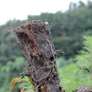 만발목장 이미지