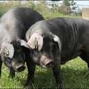 제주흑돼지 이미지