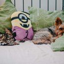 비타민동물메디컬센터 이미지