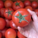 토마토 이미지