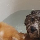 엘페로2 이미지