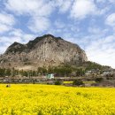 산방산의봄 이미지