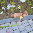 까까요 dog 이미지