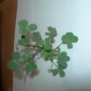 네잎클로버민박 이미지