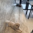 독크루 | [광주|수완지구] 수완지구 애견카페🐶 독크루 다녀온 솔직후기🐾